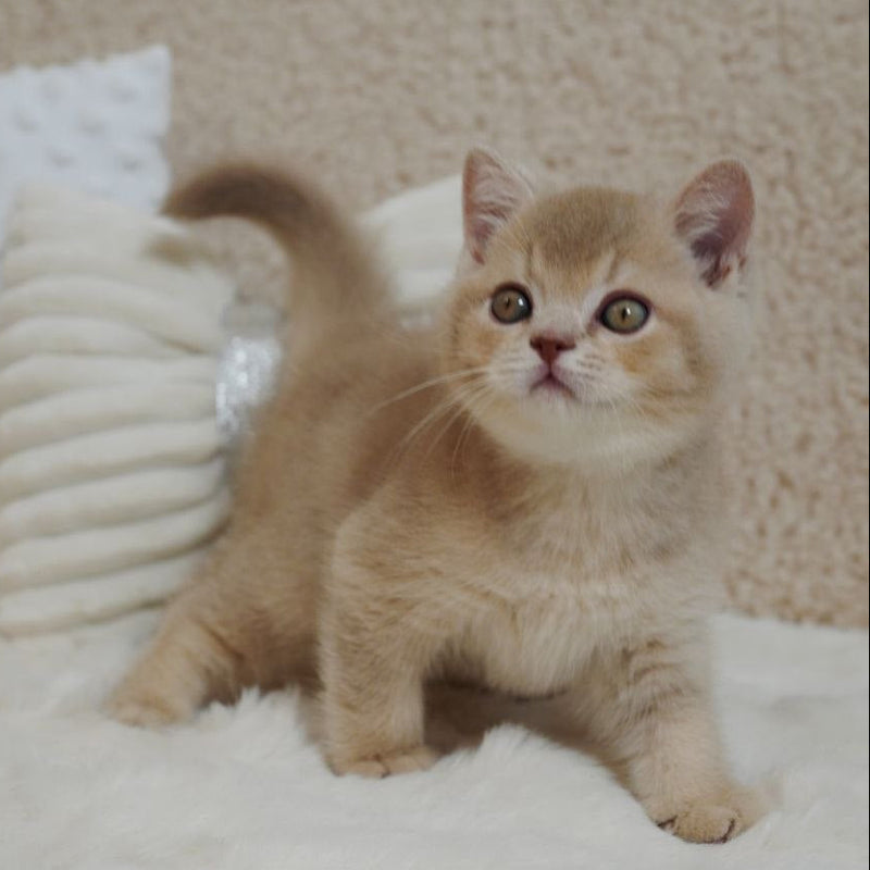 Winston