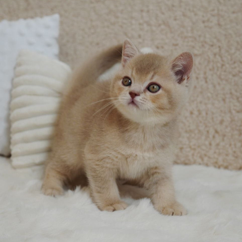 
                  
                    Winston
                  
                