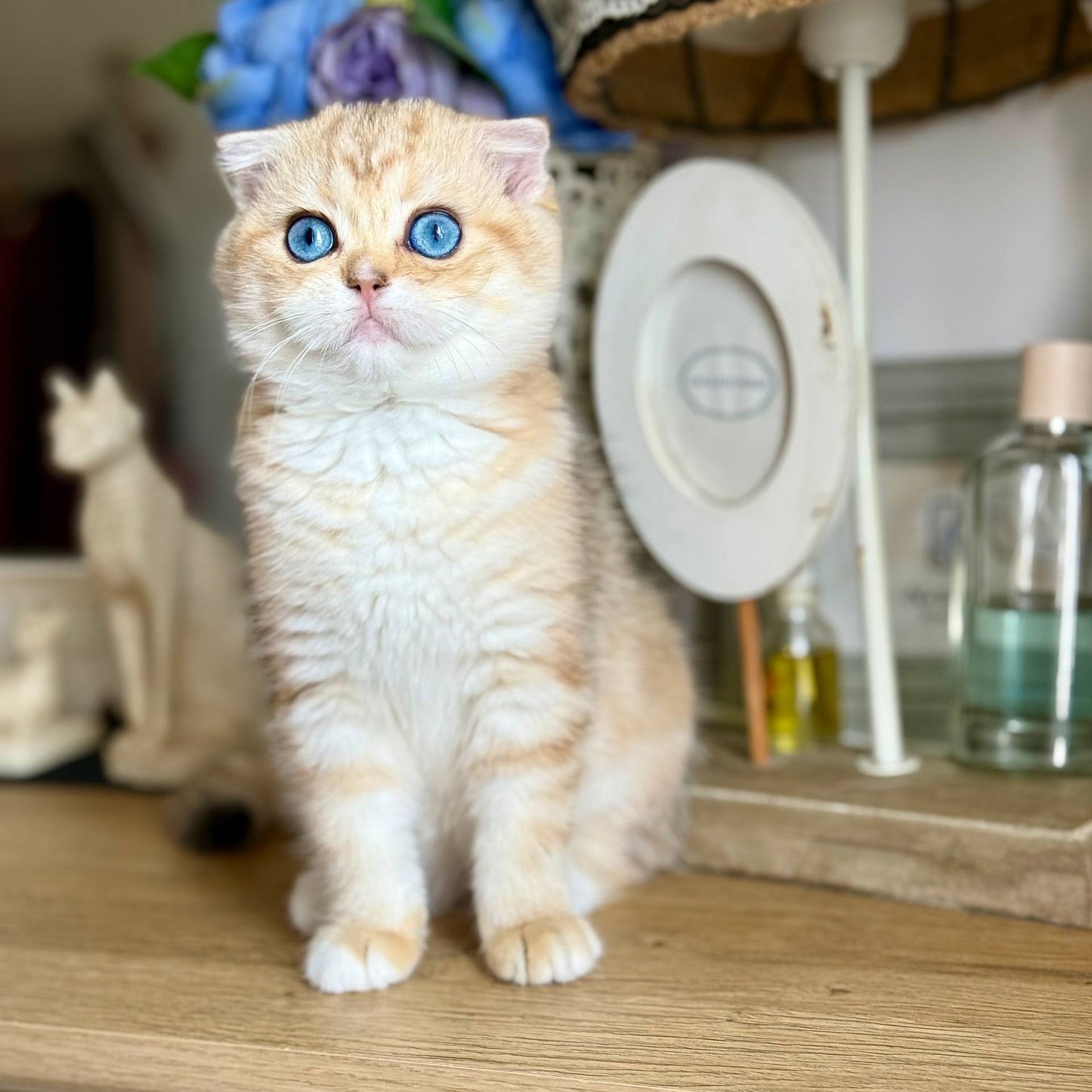 
                  
                    Xena
                  
                