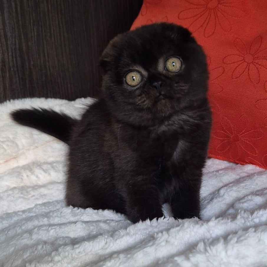 
                  
                    Koko
                  
                