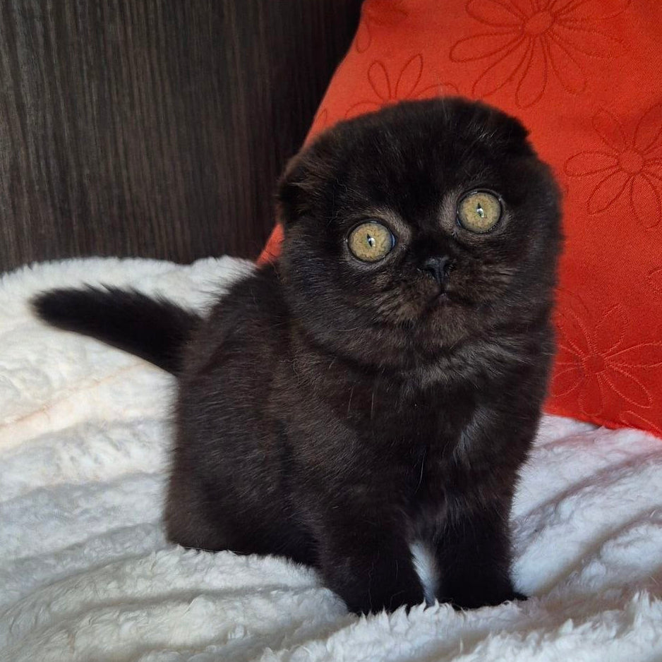 
                  
                    Koko
                  
                