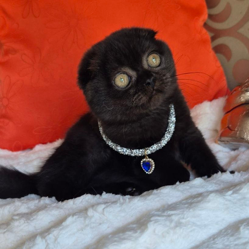 
                  
                    Koko
                  
                