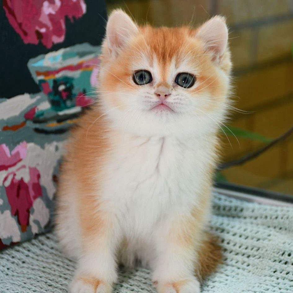 Bekki