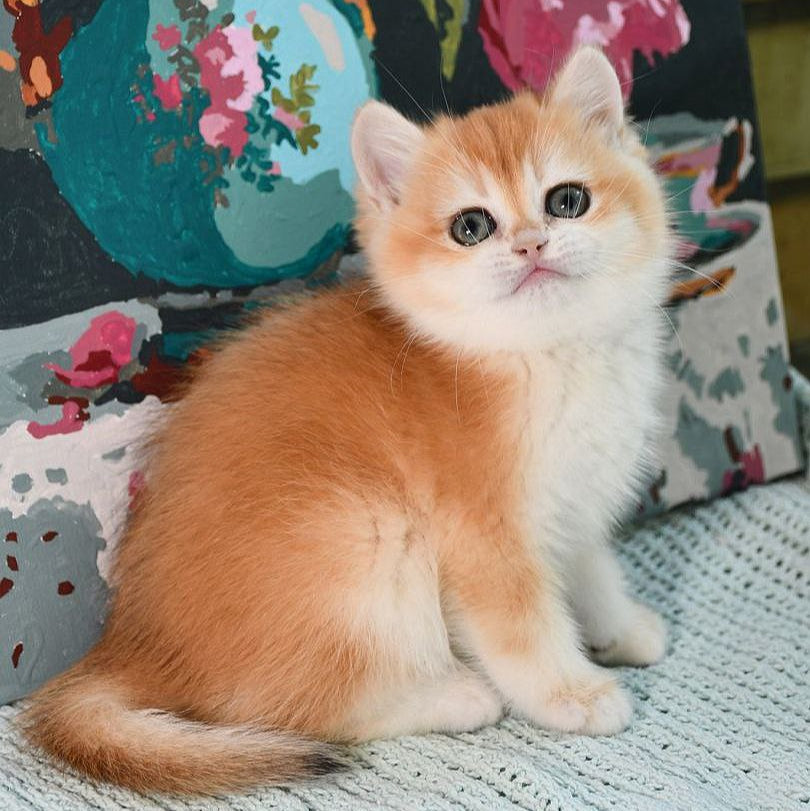 
                  
                    Bekki
                  
                