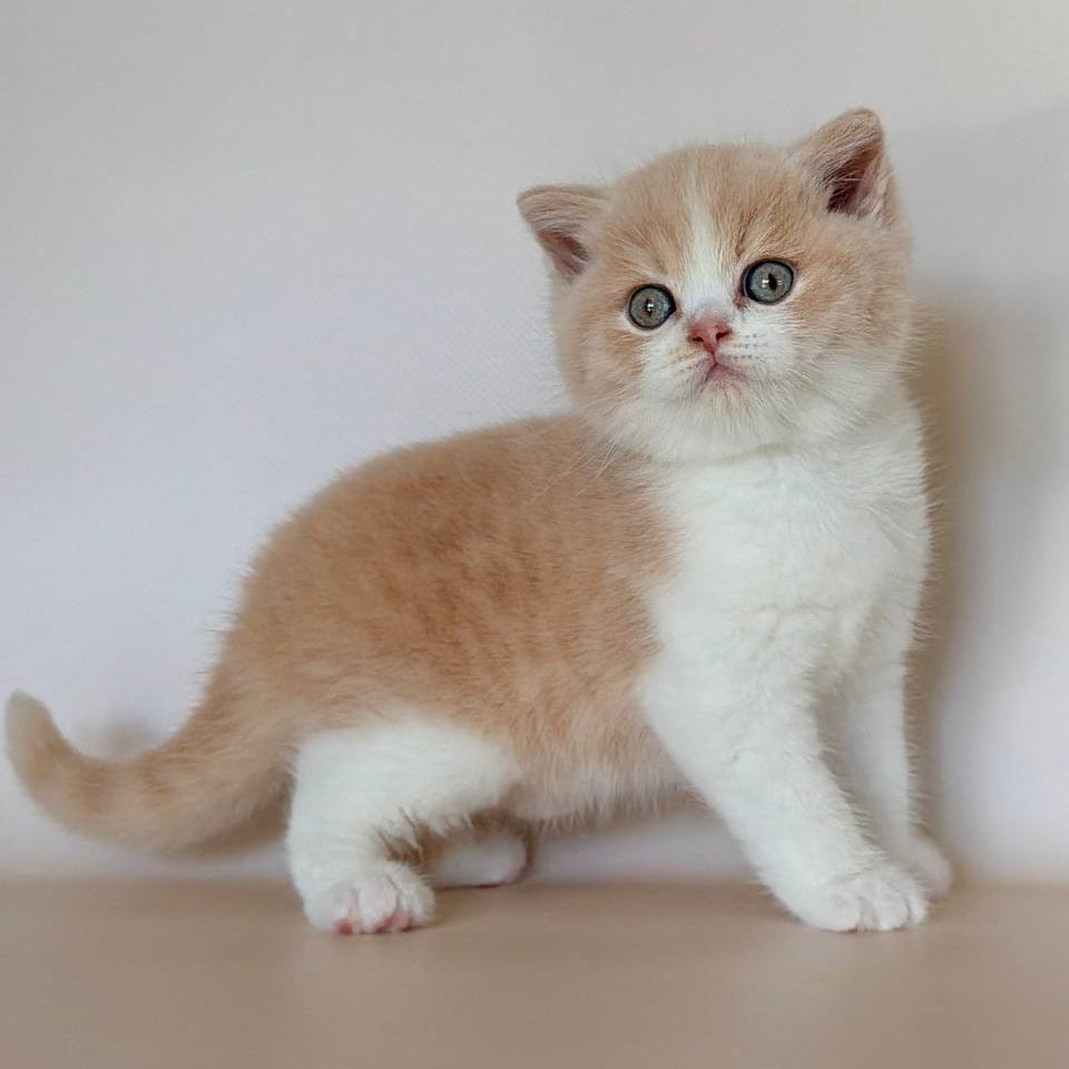 
                  
                    Hugo
                  
                