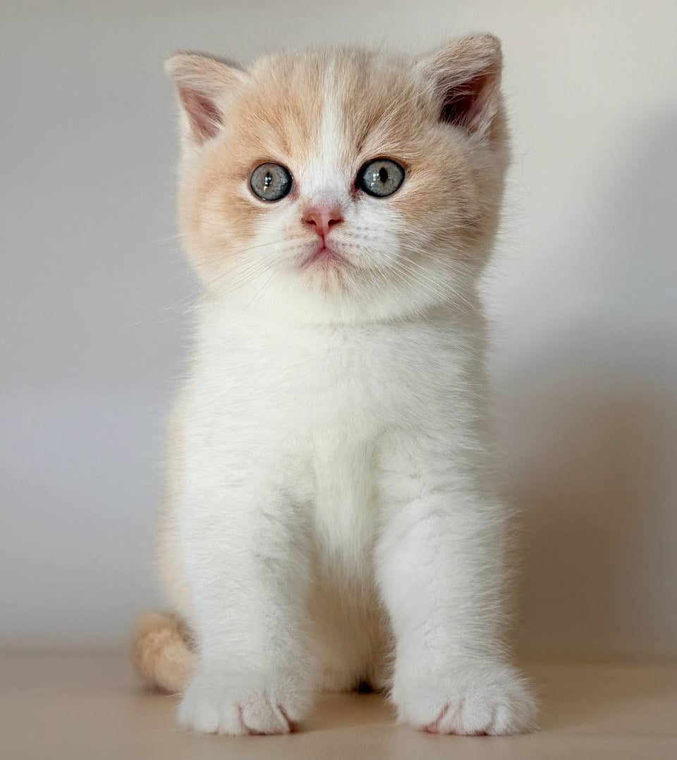 
                  
                    Hugo
                  
                