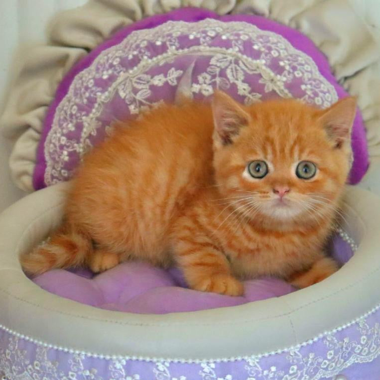 
                  
                    Misha
                  
                