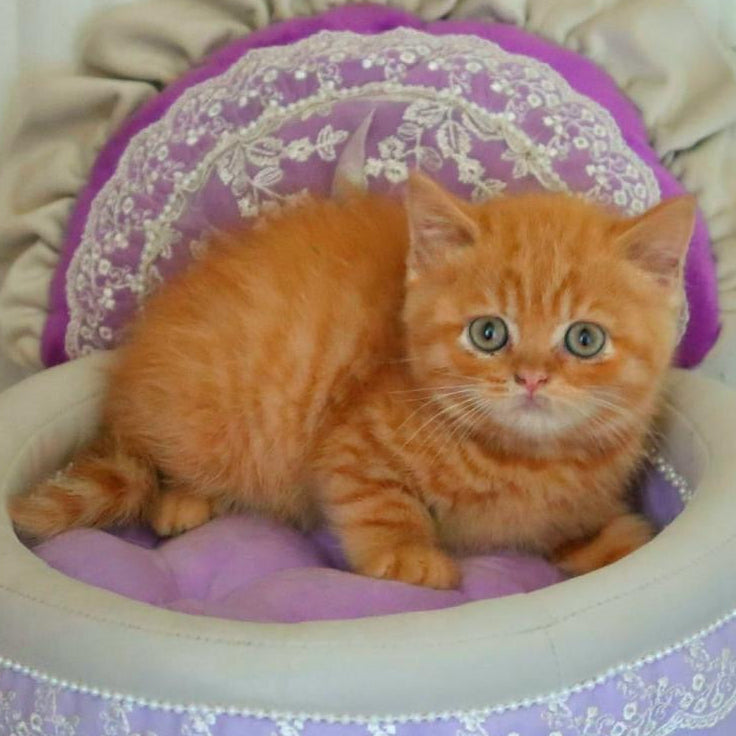 
                  
                    Misha
                  
                