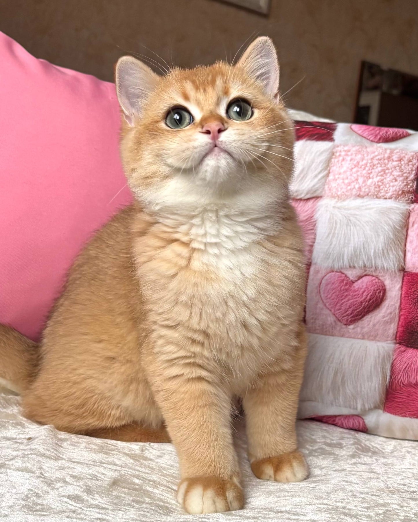 
                  
                    Osman
                  
                