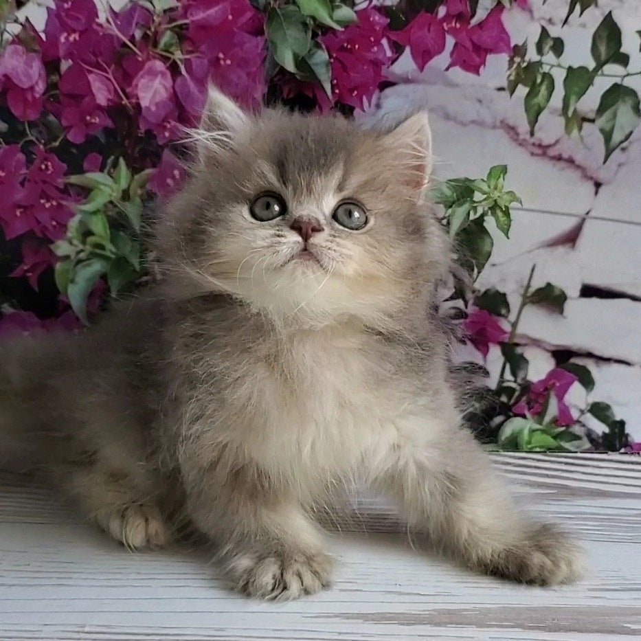 
                  
                    Cherry
                  
                