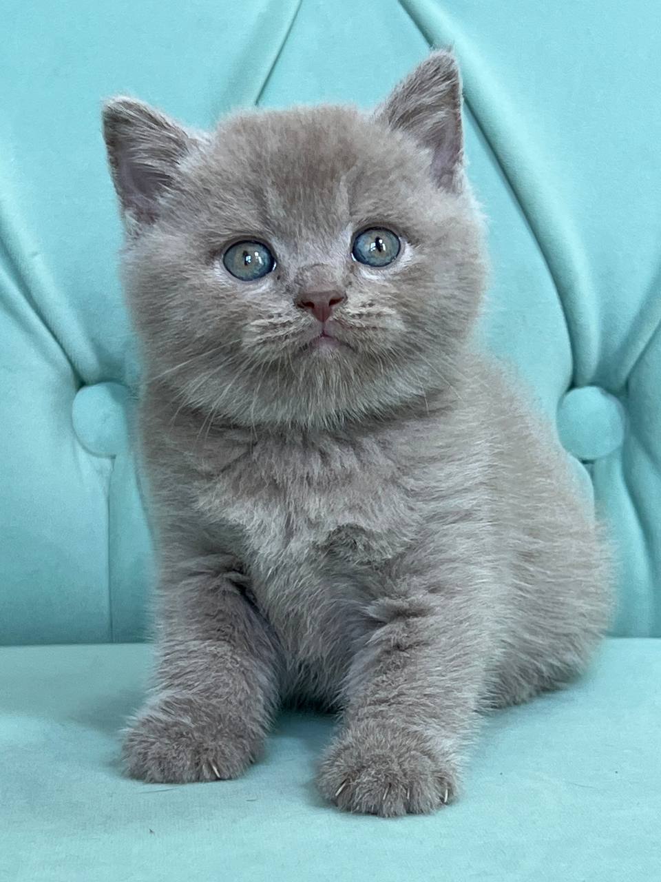 Balu