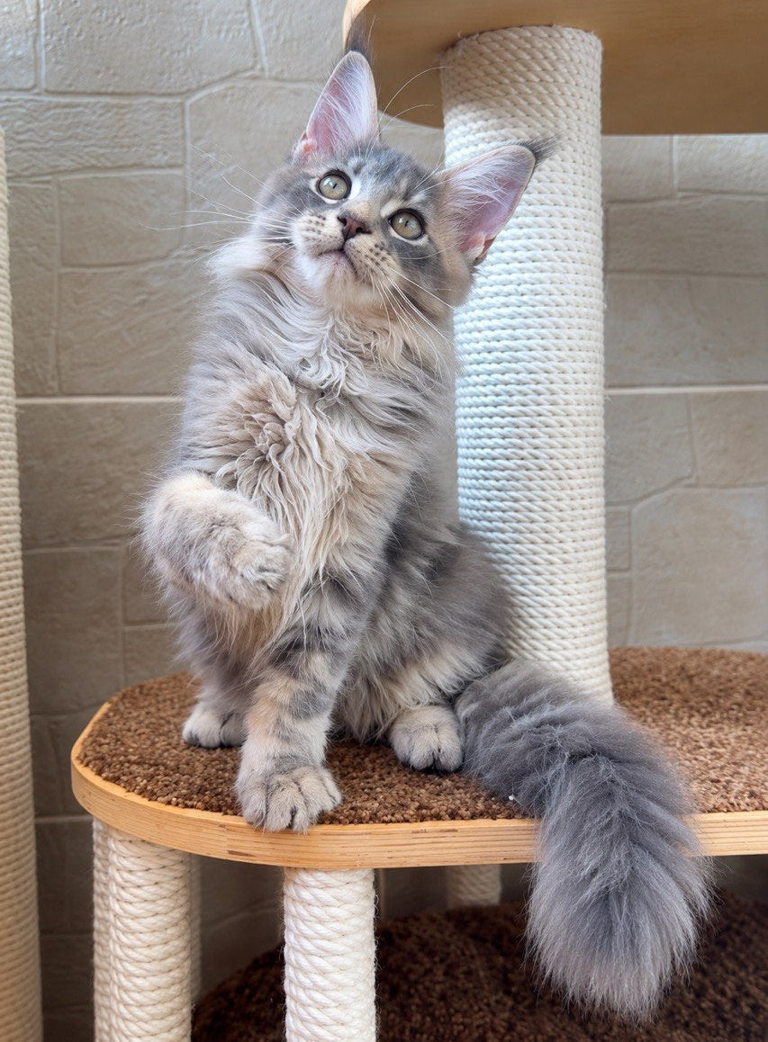
                  
                    Jolie
                  
                