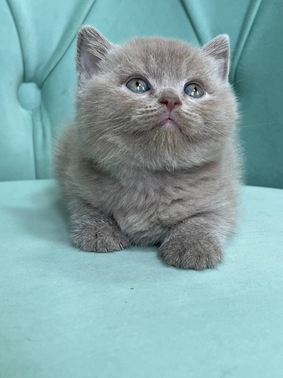 
                  
                    Balu
                  
                