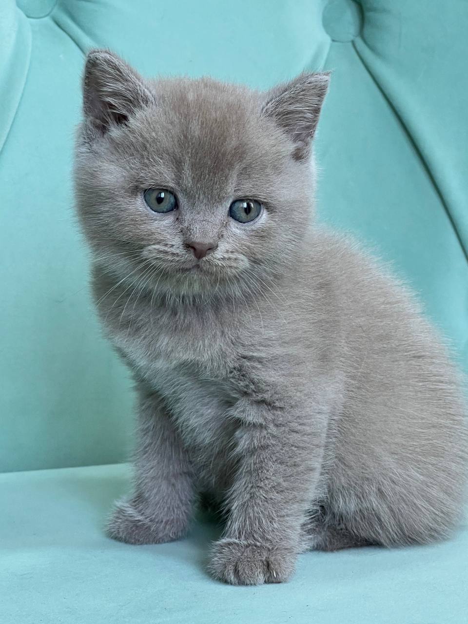 
                  
                    Balu
                  
                