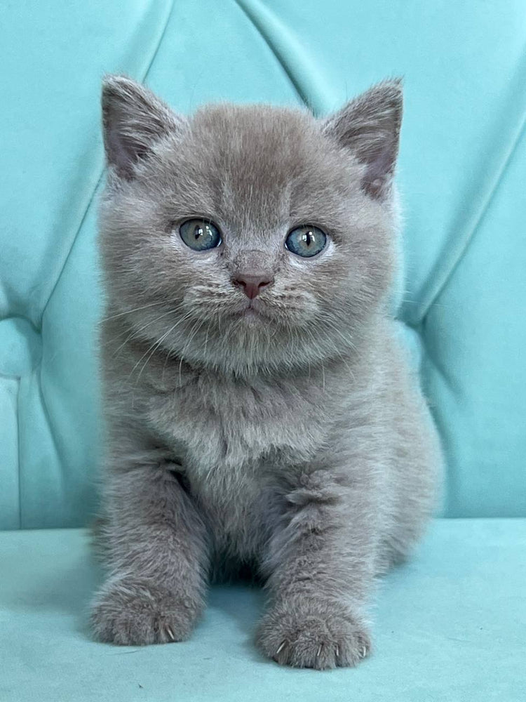 
                  
                    Balu
                  
                