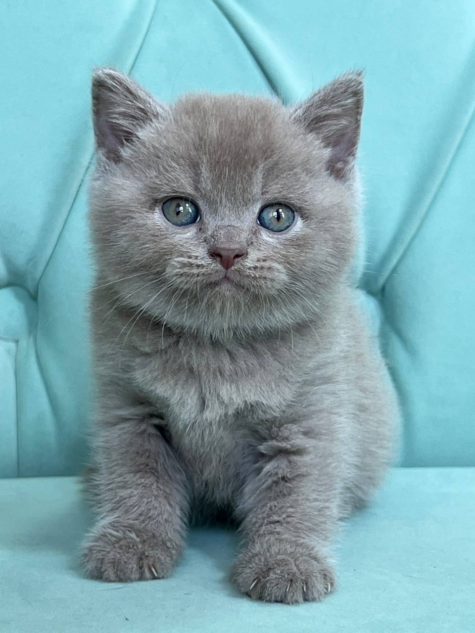 
                  
                    Balu
                  
                