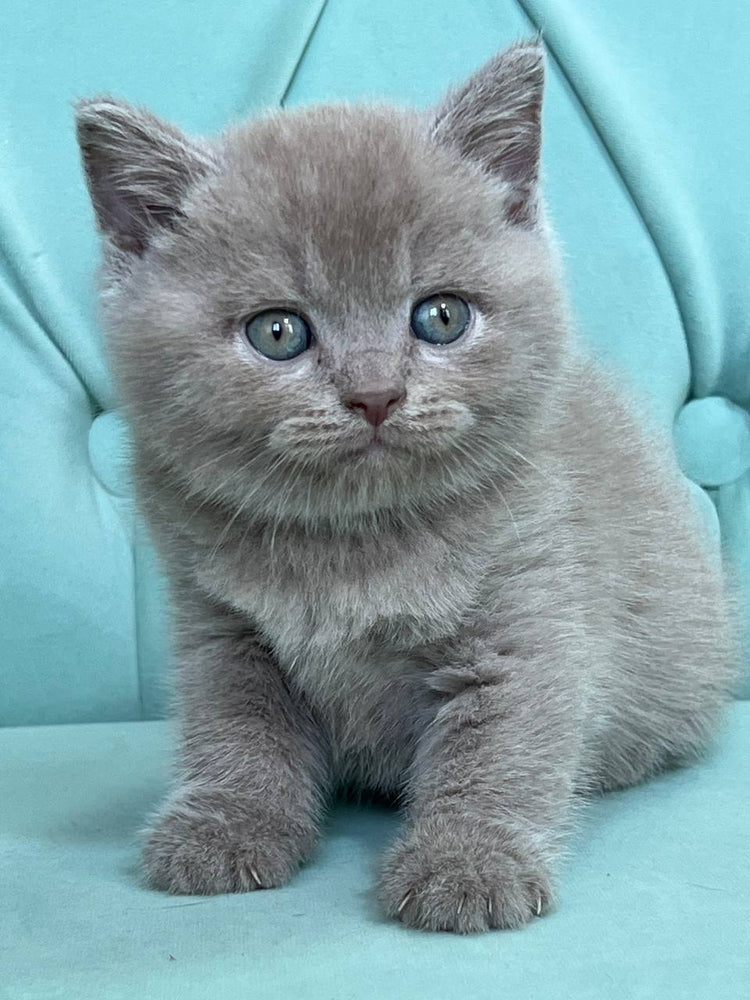 
                  
                    Balu
                  
                