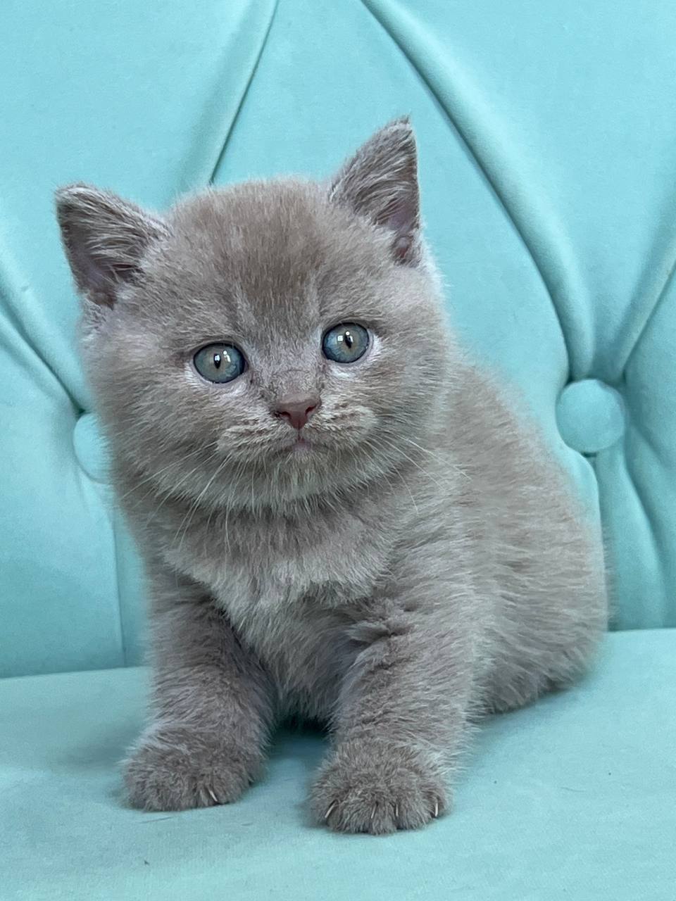 
                  
                    Balu
                  
                