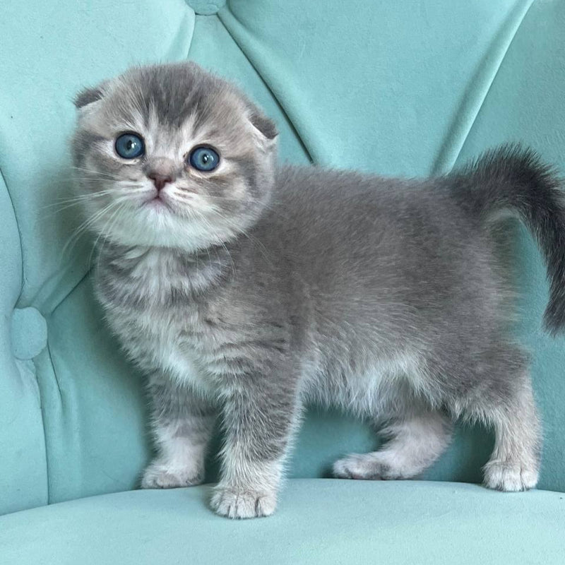 Dasha
