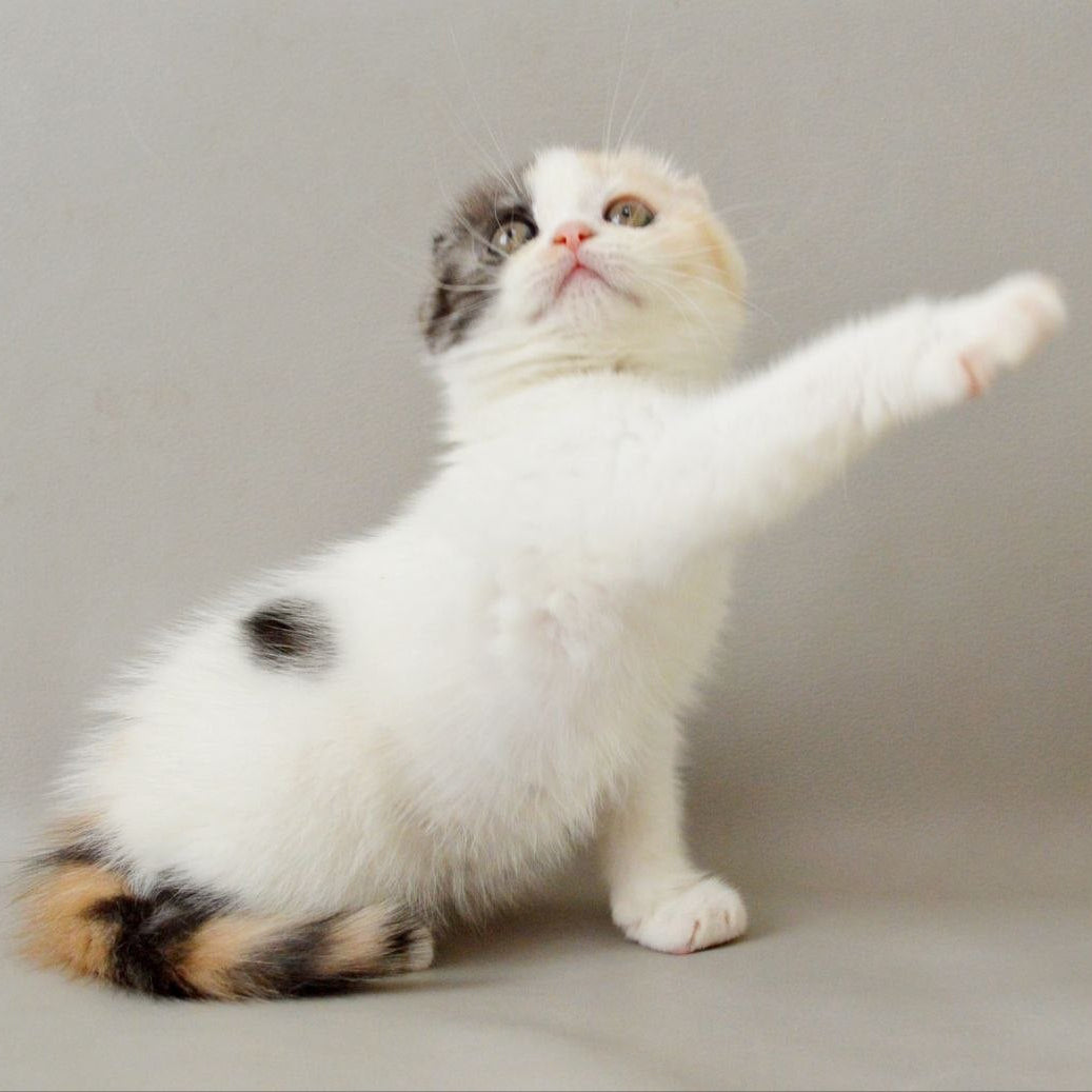 
                  
                    Wyomy
                  
                