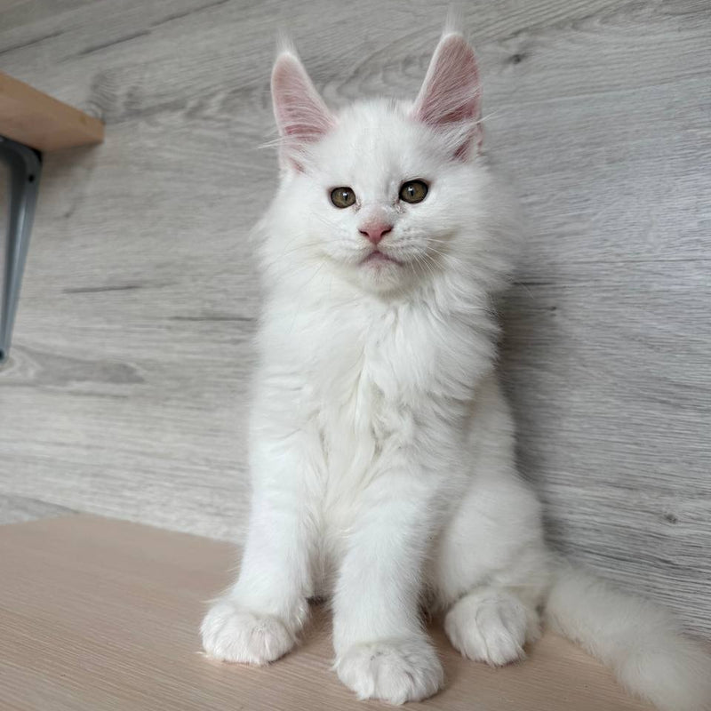 White