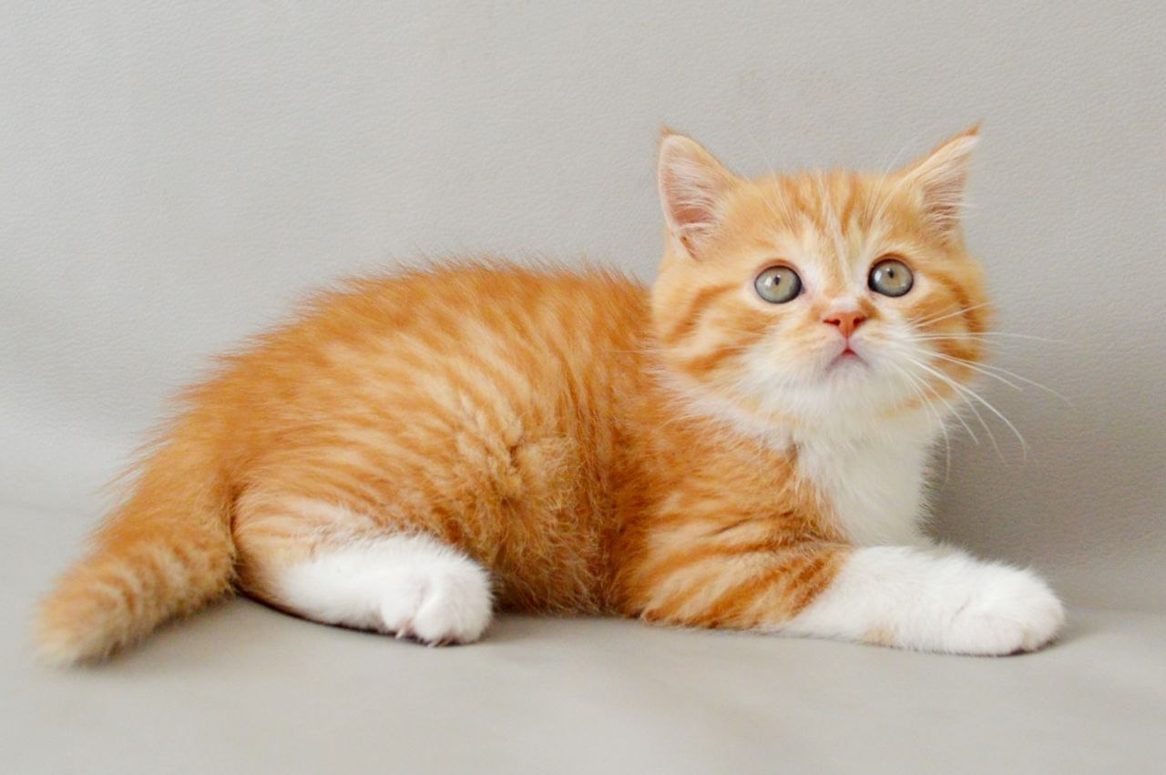
                  
                    Whiskey
                  
                