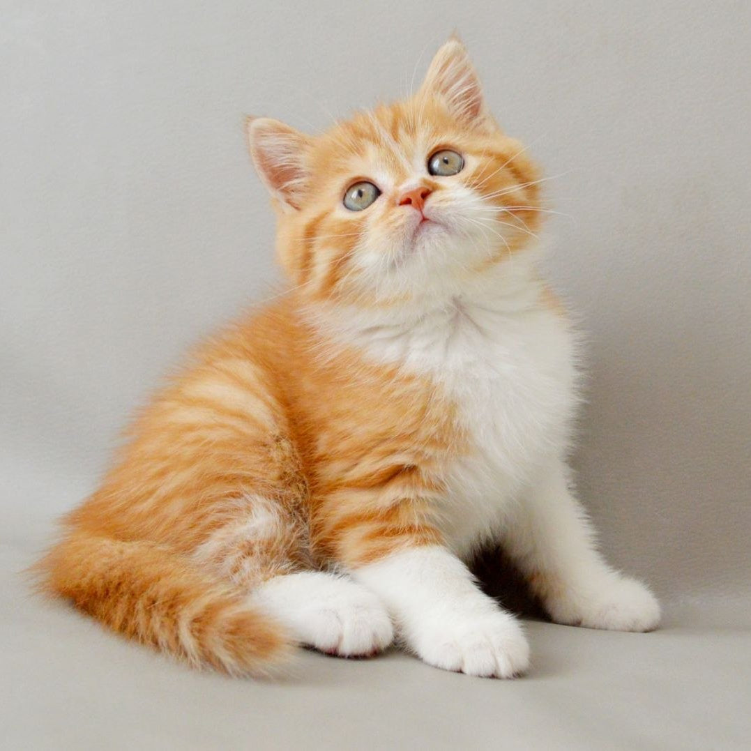 
                  
                    Whiskey
                  
                