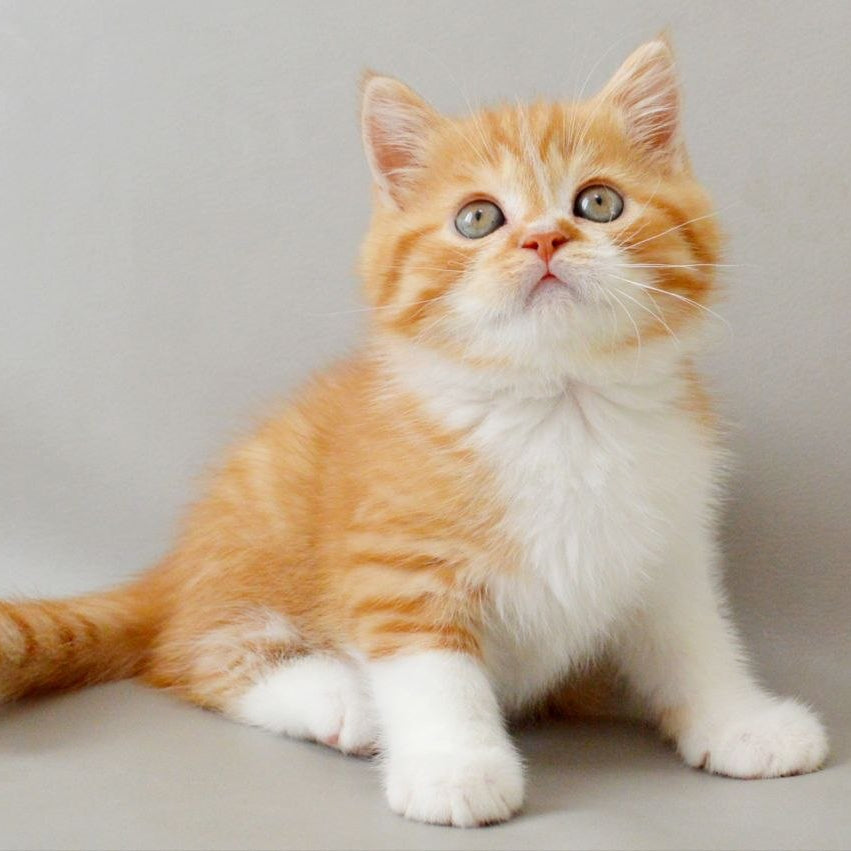 
                  
                    Whiskey
                  
                