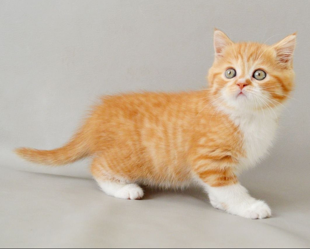 
                  
                    Whiskey
                  
                