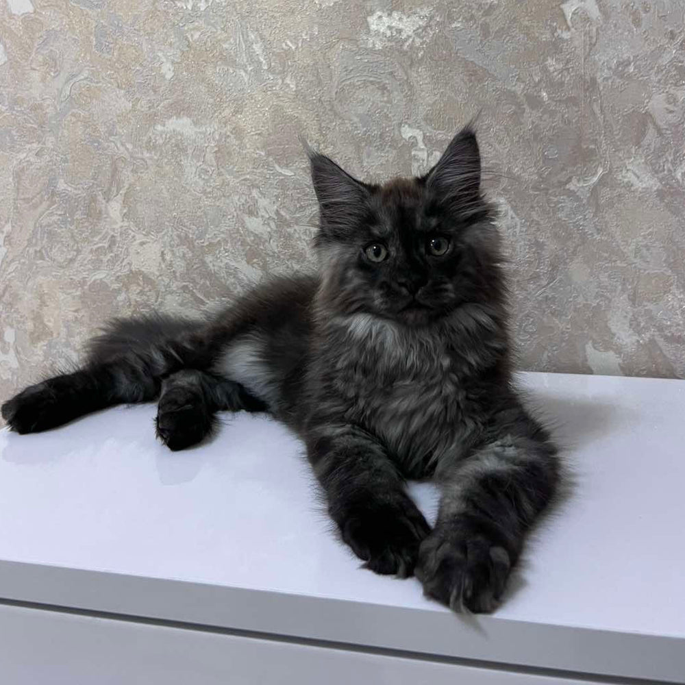 Darcy