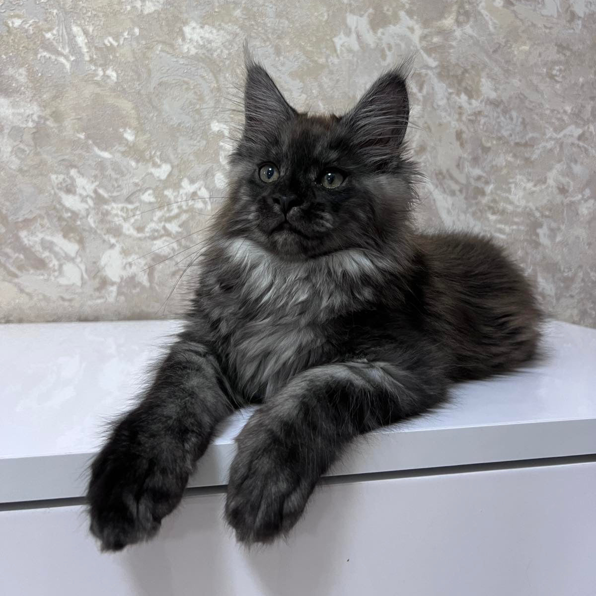 
                  
                    Darcy
                  
                