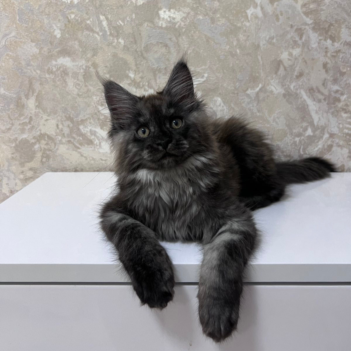 
                  
                    Darcy
                  
                