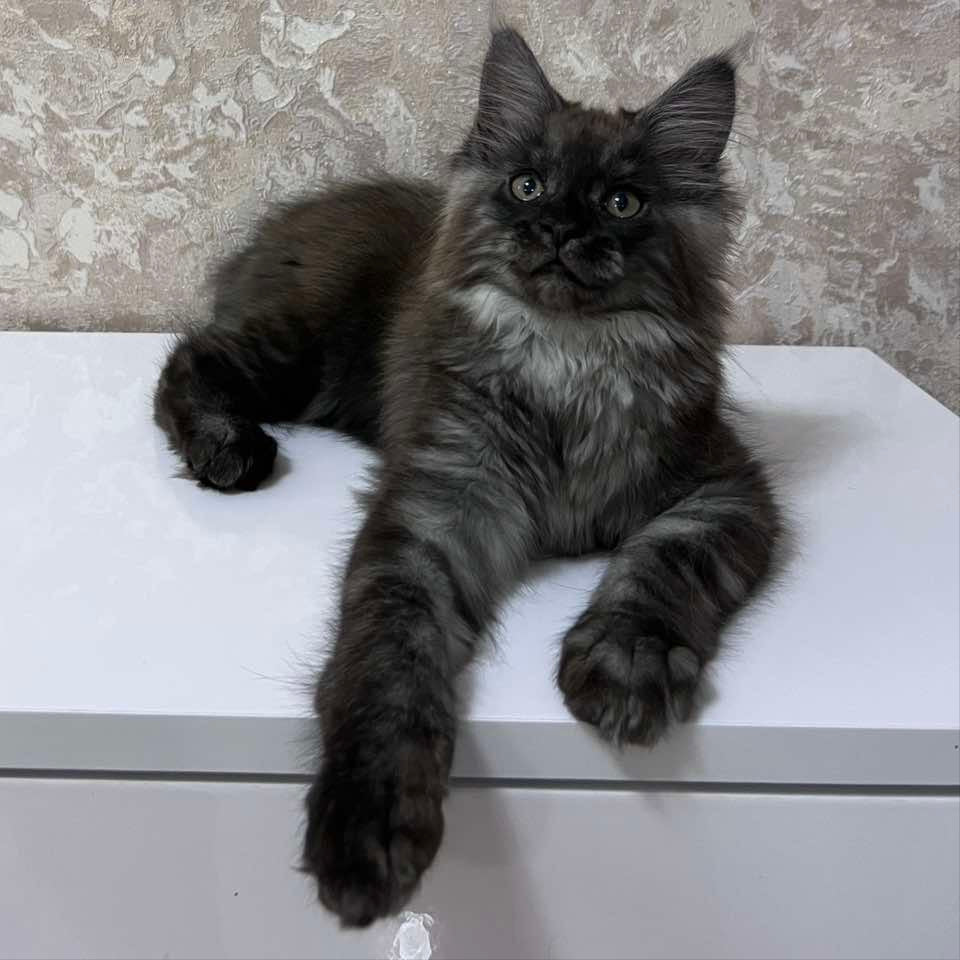 
                  
                    Darcy
                  
                
