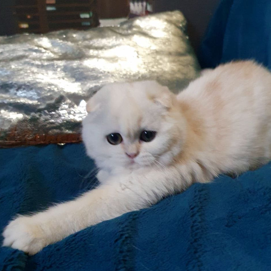 
                  
                    Lyalya
                  
                