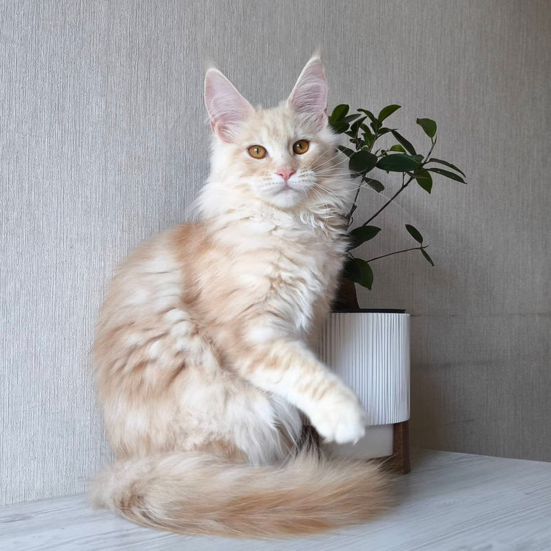 Lily