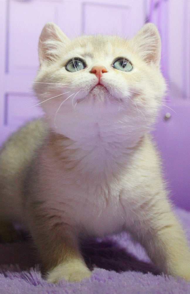 
                  
                    Malvina
                  
                