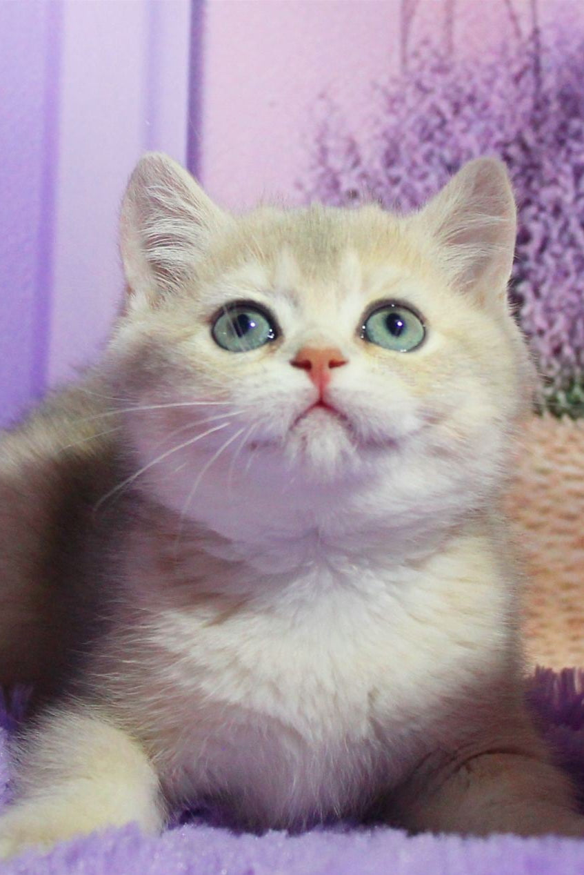 
                  
                    Malvina
                  
                