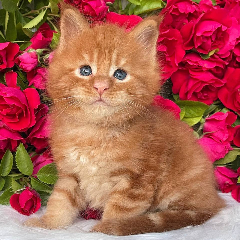 Elton