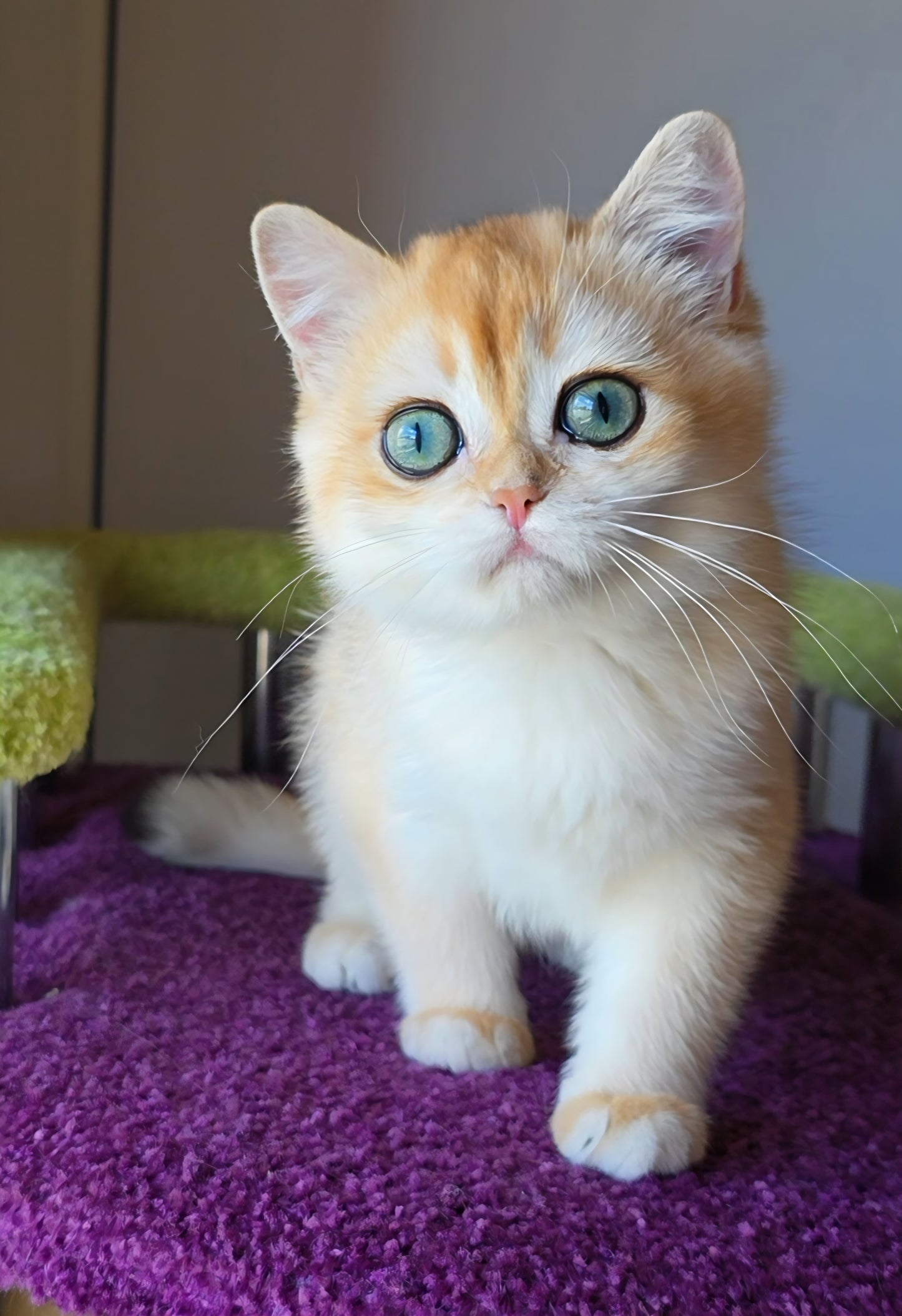 
                  
                    Ofeliya
                  
                