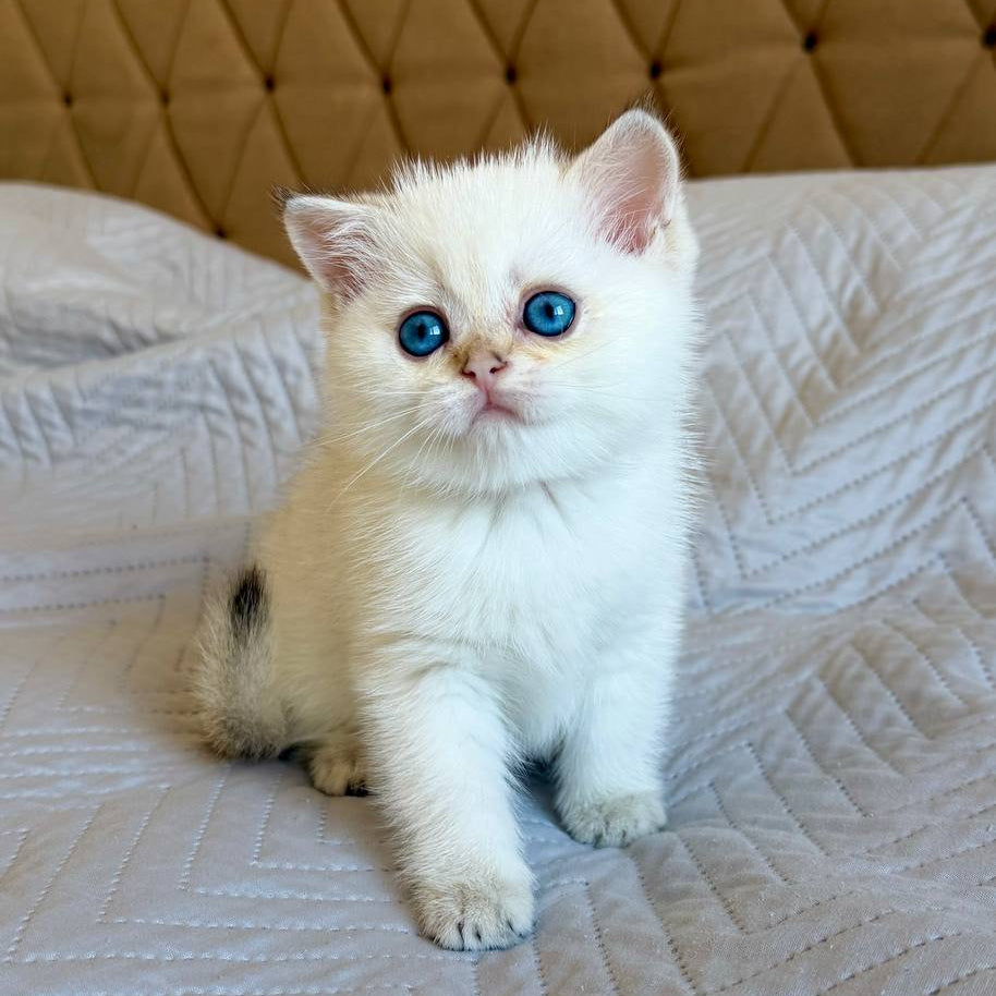 
                  
                    Luna
                  
                