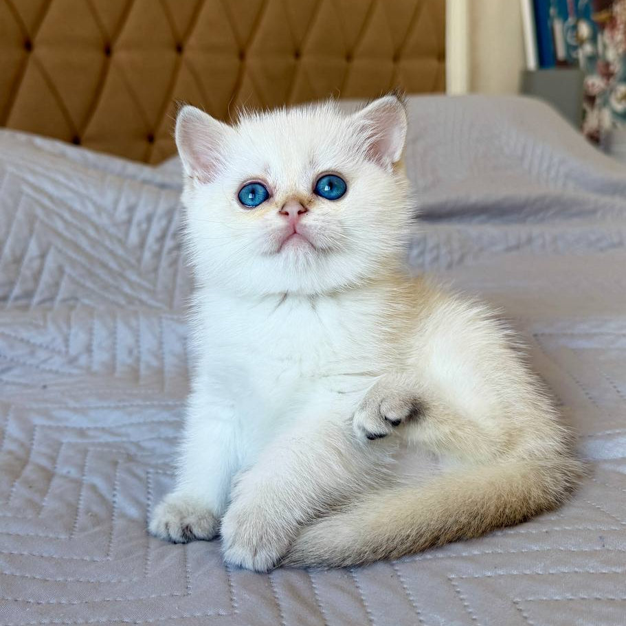 
                  
                    Luna
                  
                