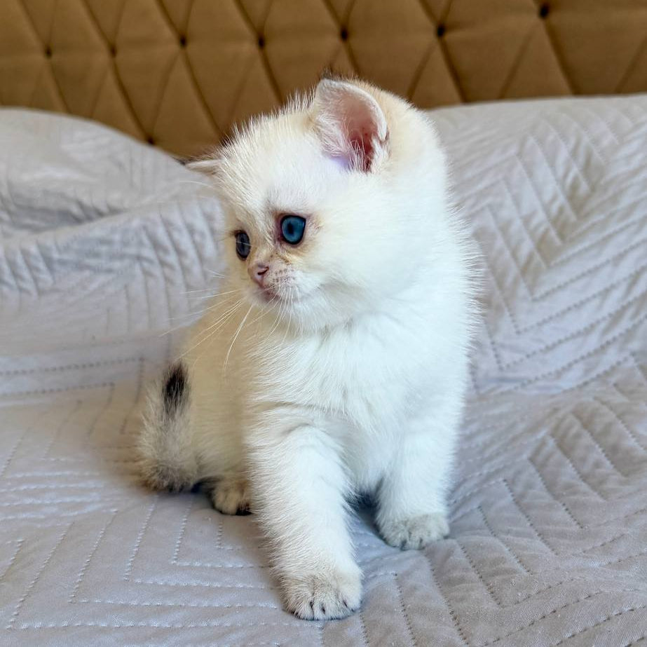 
                  
                    Luna
                  
                