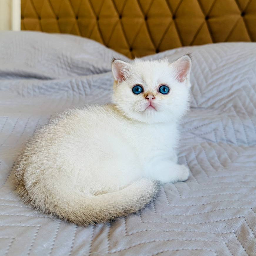 
                  
                    Luna
                  
                