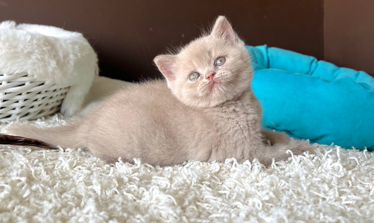 
                  
                    Pamela
                  
                