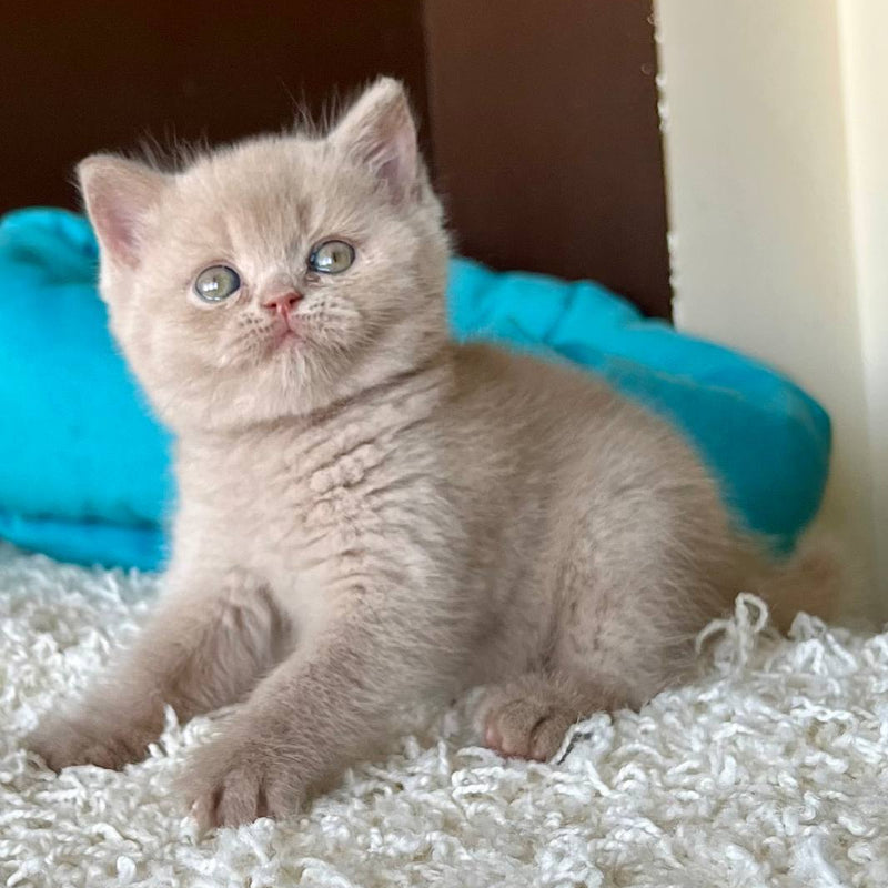 Pamela