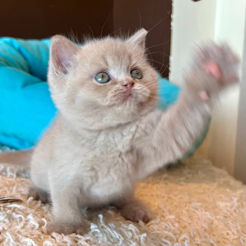 
                  
                    Pamela
                  
                