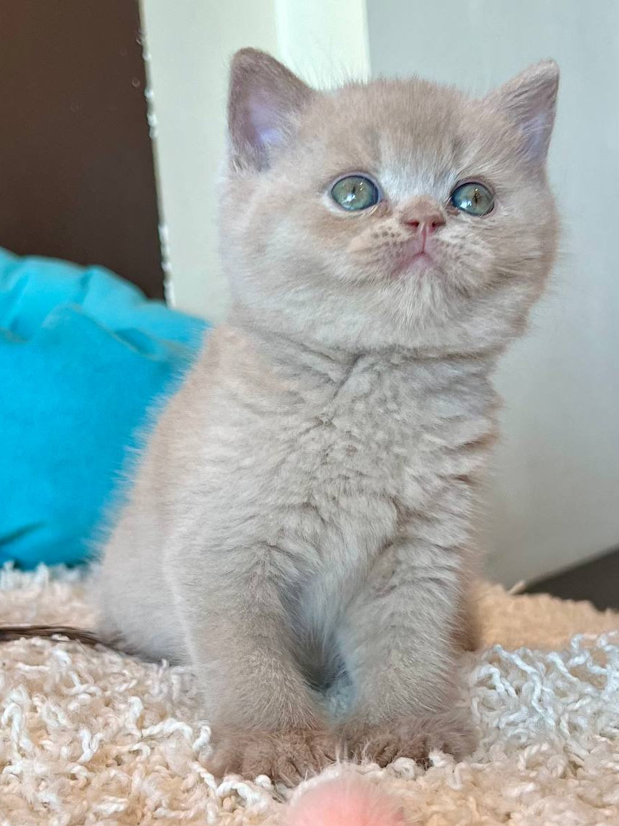 
                  
                    Pamela
                  
                