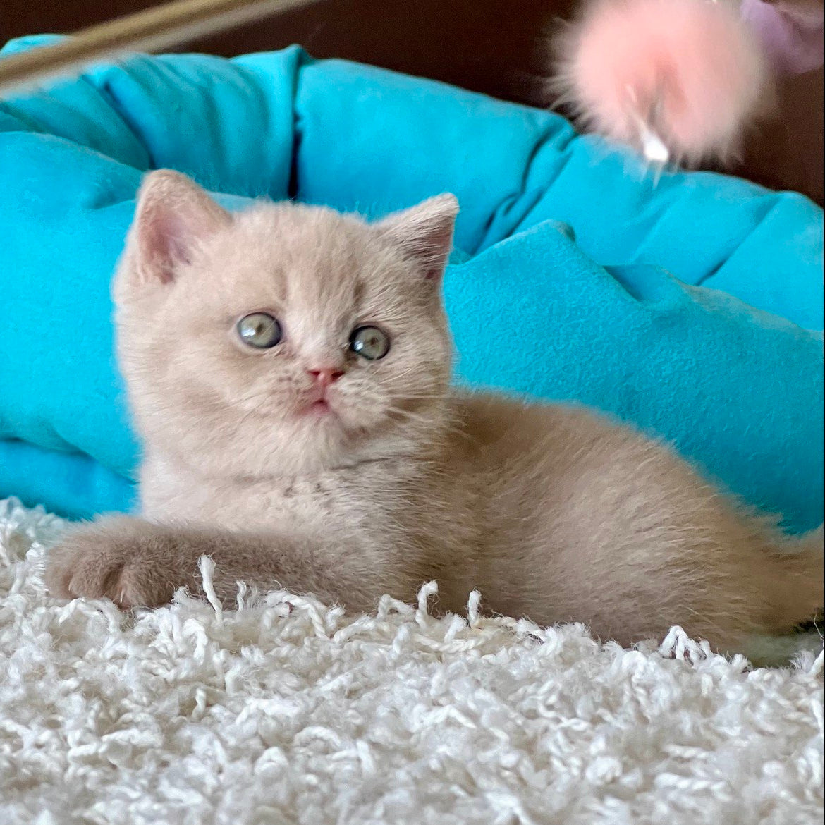 
                  
                    Pamela
                  
                
