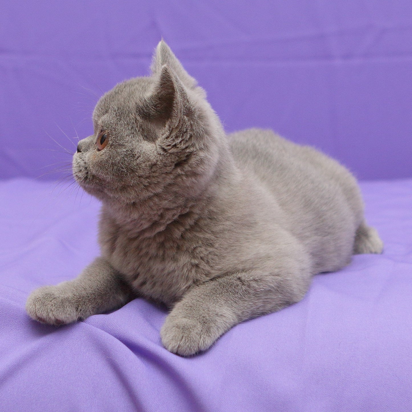 
                  
                    Rocky
                  
                