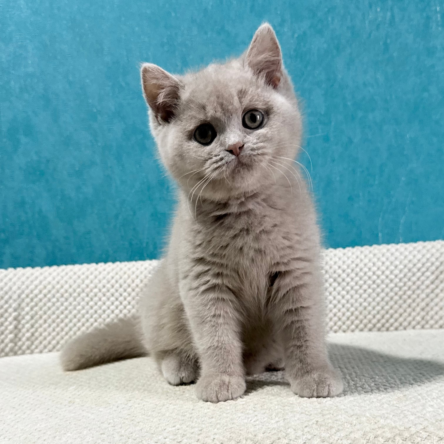 
                  
                    Bonya
                  
                
